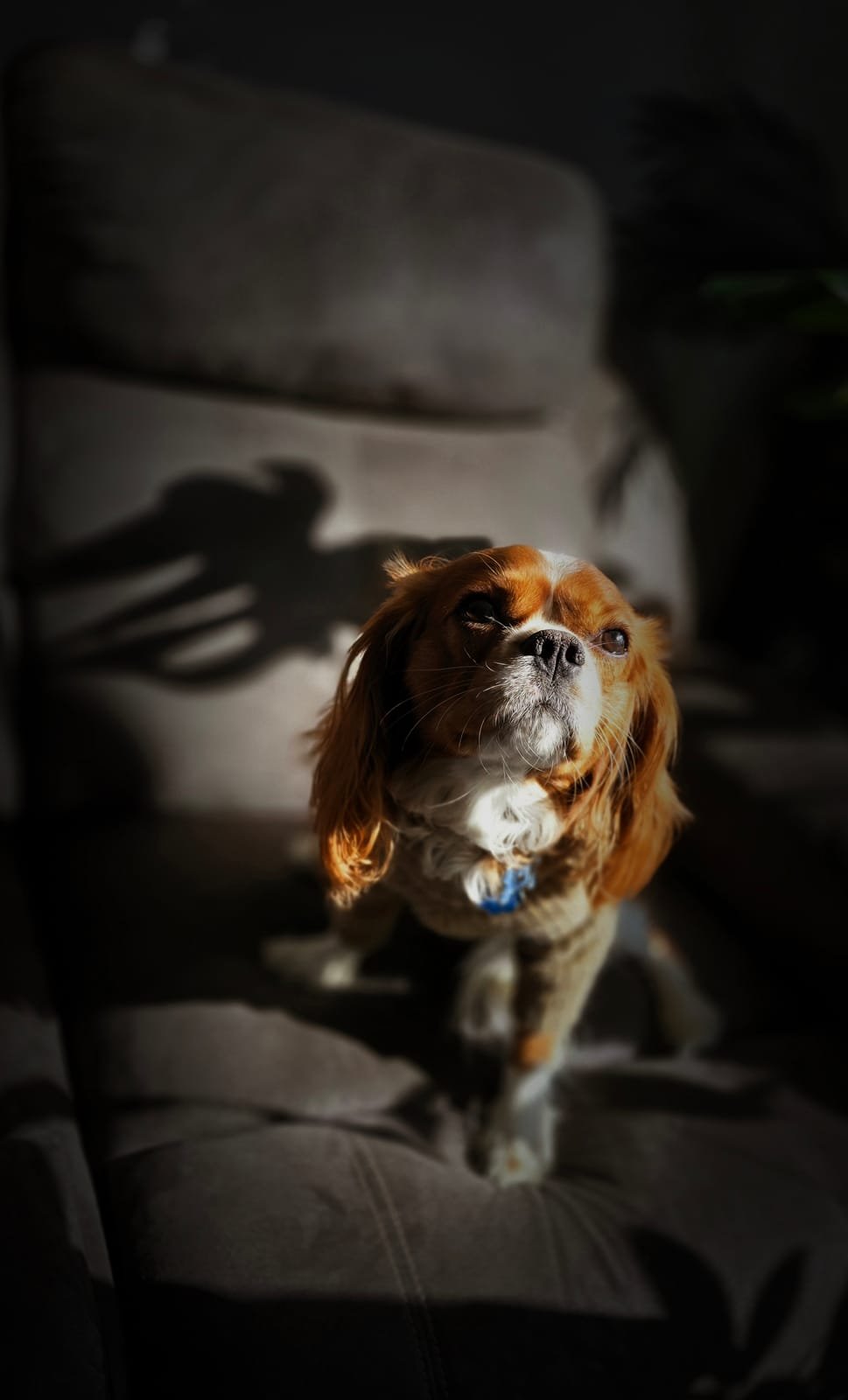 Pet portrait of a Cavalier King Charles Spaniel in window light